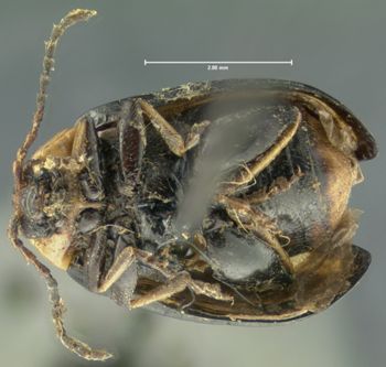 Media type: image;   Entomology 4410 Aspect: habitus ventral view